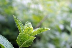 menthe