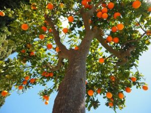 arbre fruitier