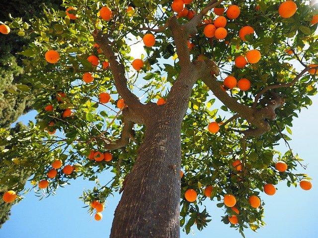 arbre fruitier