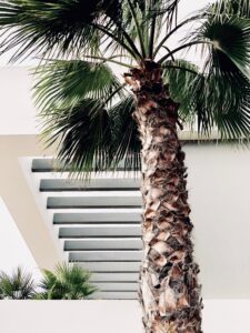 Comment planter un palmier ?