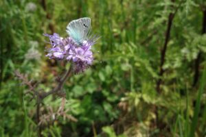papillon