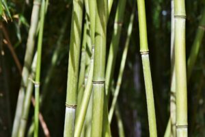 planter du bambou
