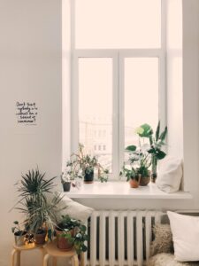 Petite plante d'intérieur