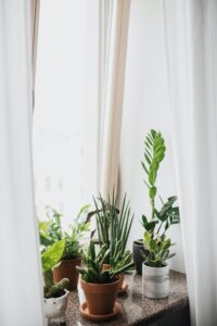 plantes d’intérieur impérissables