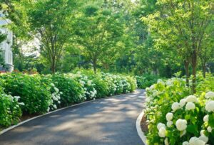 Que planter en bordure d’allée