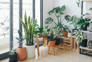 plantes grasses