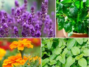 Plantes répulsives à moustique