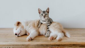 plantes toxiques pour les animaux