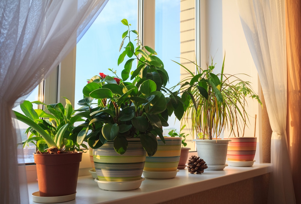 Plantes vertes à avoir chez soi