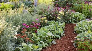 Plantes vivaces