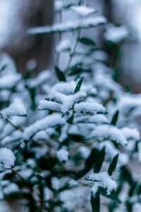 protection plantes hiver