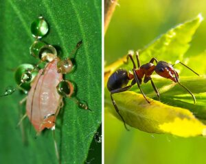 fourmis et pucerons
