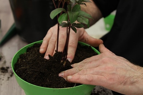rempotage plante