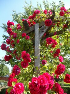 rosiers