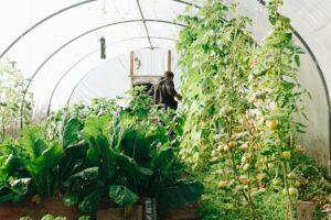 Comment choisir sa serre de jardin ?