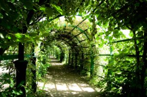 supports pour plantes grimpantes