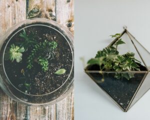 Faire un terrarium
