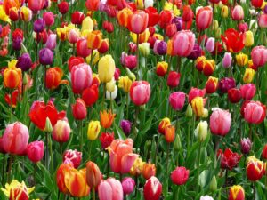 les tulipes