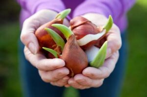 comment conserver des bulbes