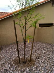 tuteurer un arbre