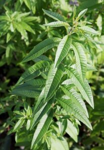 verveine des jardins