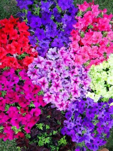 Le Pétunia
