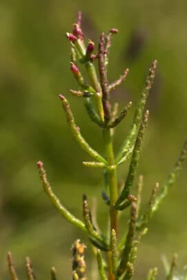 salicorne