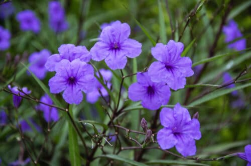 pétunia nain