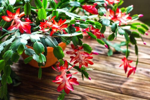 cactus de noel