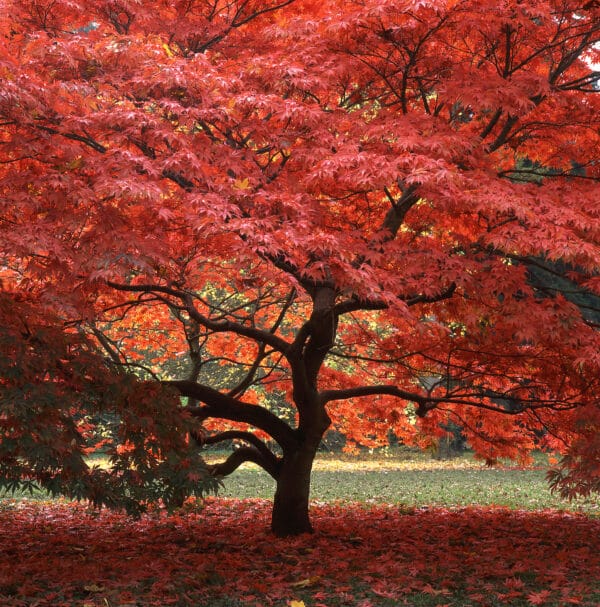 acer palmatum erable du japon