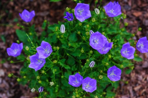 campanule