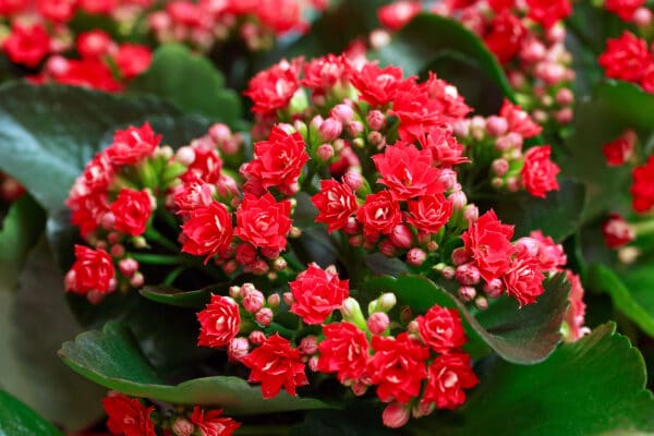 kalanchoé tubiflora
