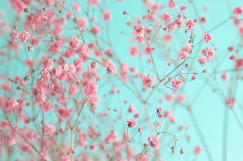 gysophile elegance