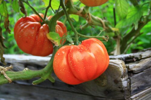 tomates coeur de boeuf