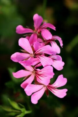 pélargonium