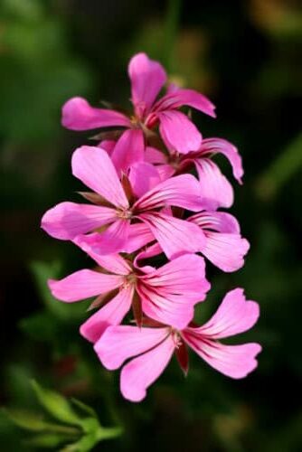 Le pélargonium