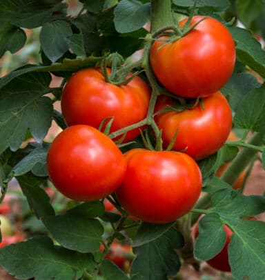 tomates