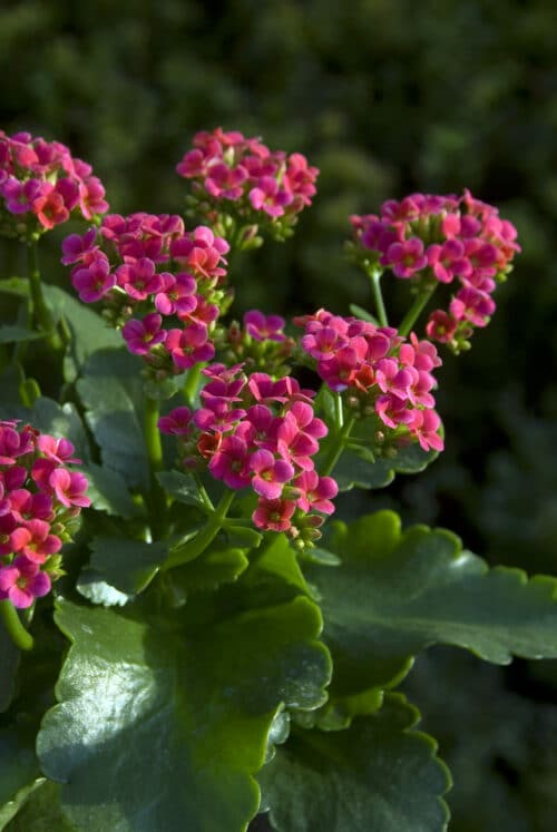 kalanchoé