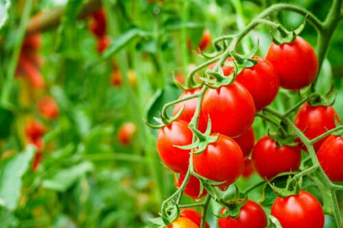 tomates