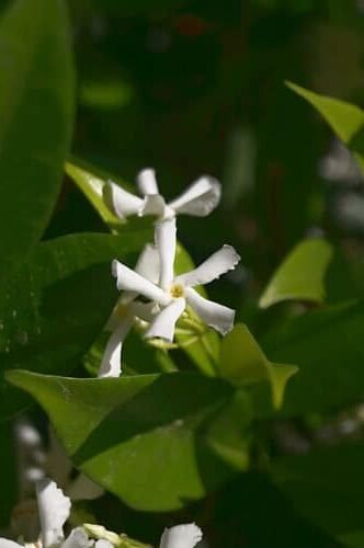 Le Jasmin étoilé