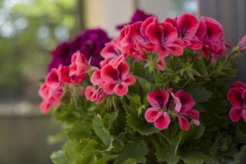 pélargonium