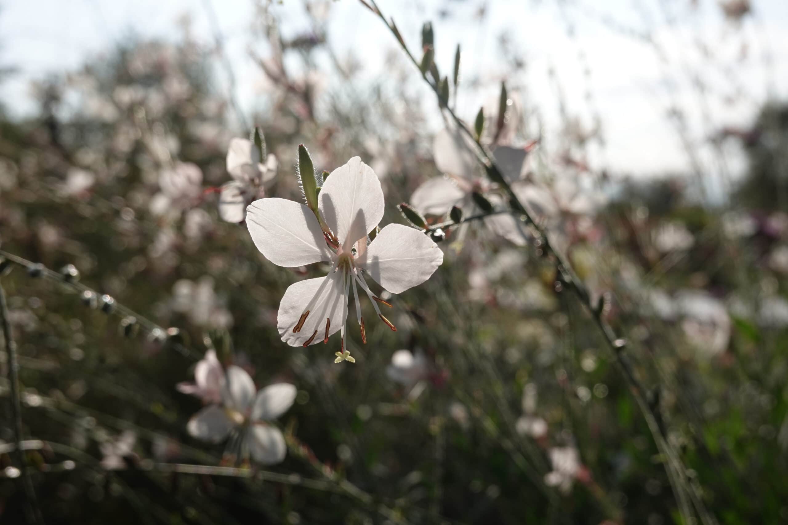 gaura blanc