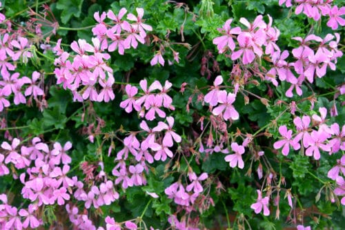 pélargonium