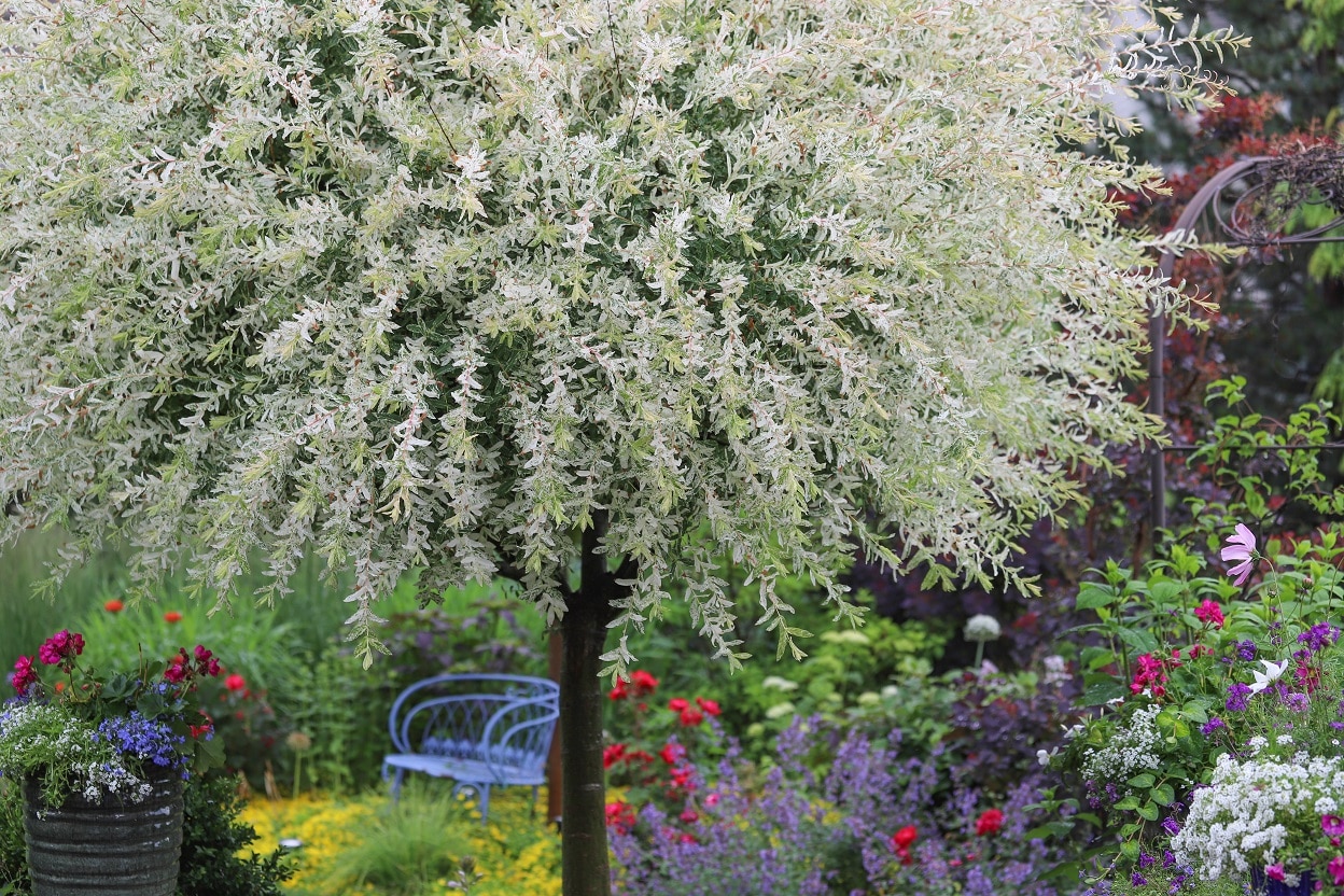 saule crevette