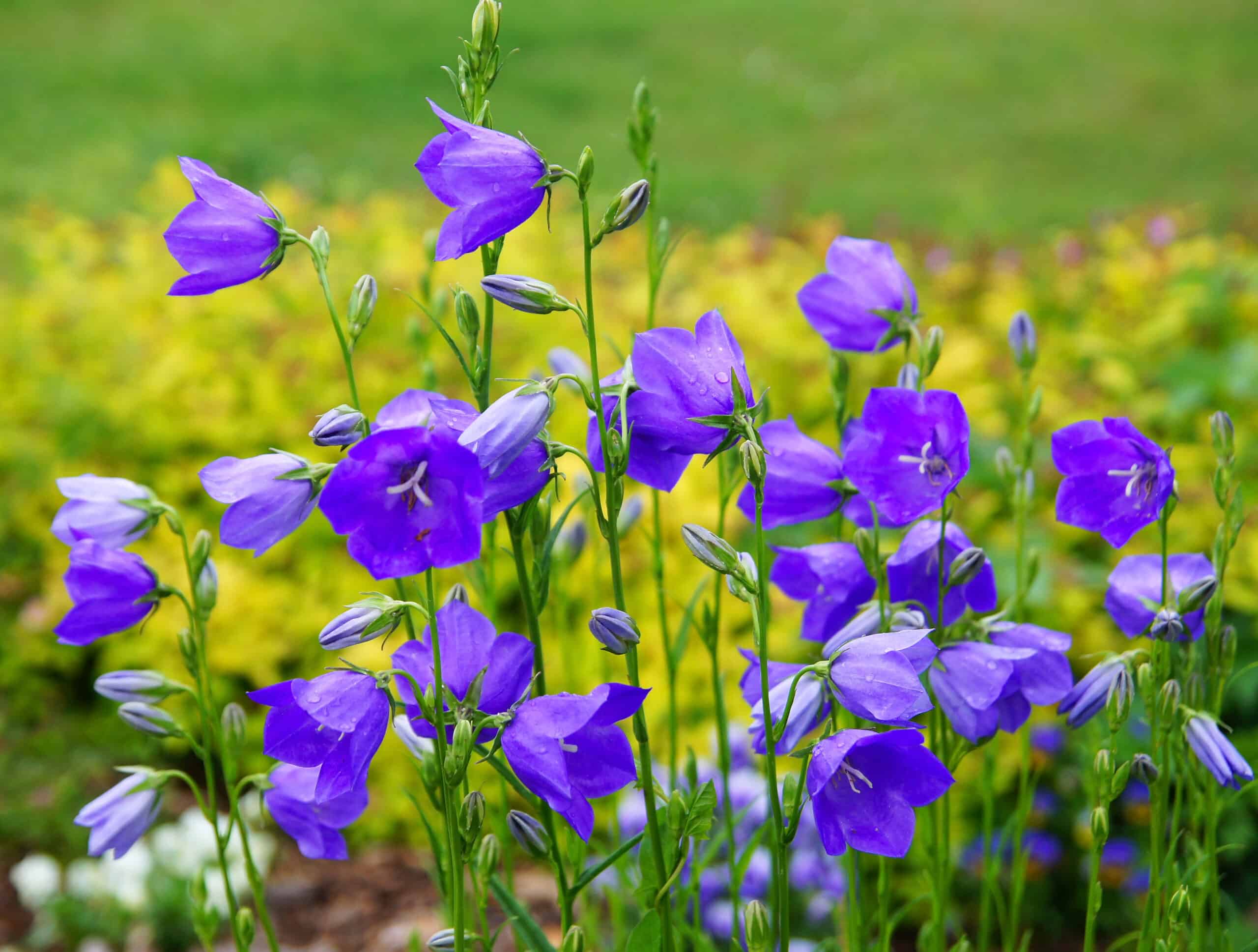 campanule