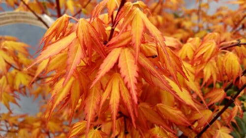 acer palmatum