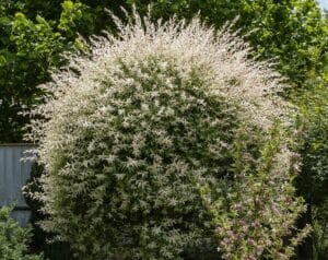le saule crevette