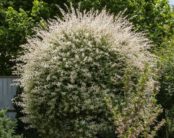 le saule crevette