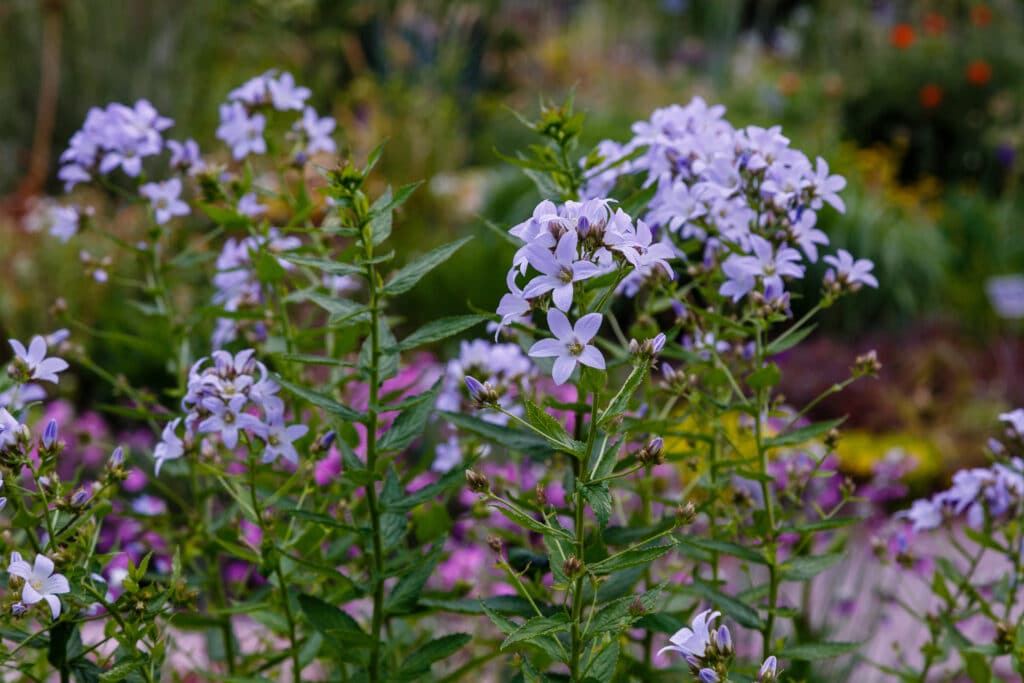campanule lactiflora