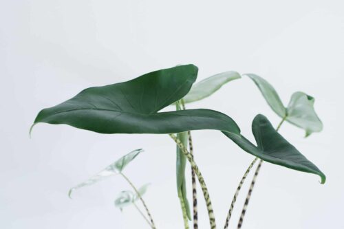 alocasia zebrina